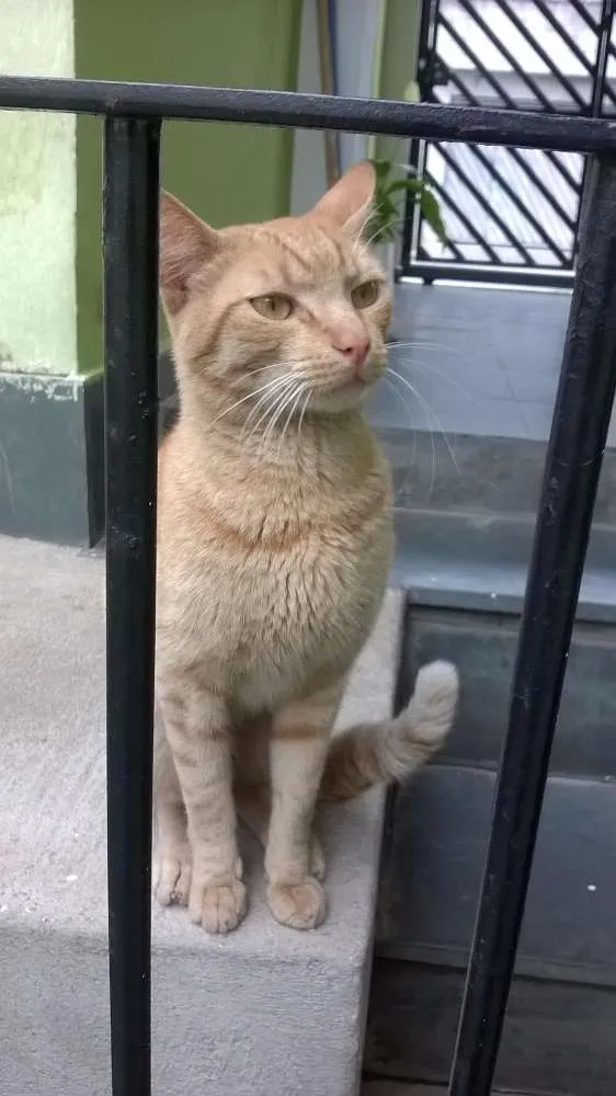 Gato ra a SRD idade 1 ano nome Ferrugem