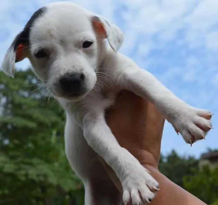 Cachorro ra a SRD idade Abaixo de 2 meses nome a definir