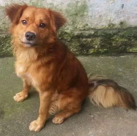 Cachorro ra a SRD idade 1 ano nome GUERRERO