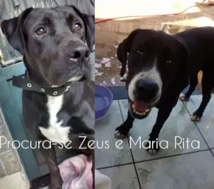 Cachorro raça Labrador com pitbbul idade 1 ano nome Maria Rita e zeus