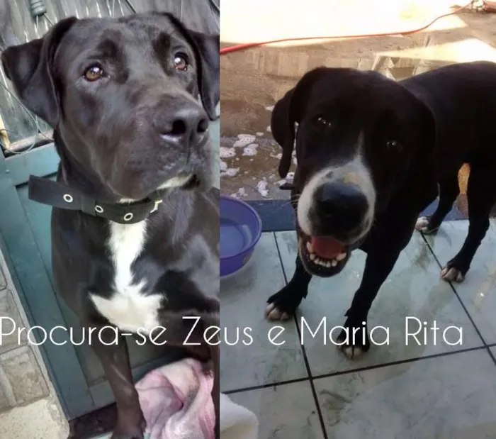 Cachorro ra a Labrador com pitbbul idade 1 ano nome Maria Rita e zeus