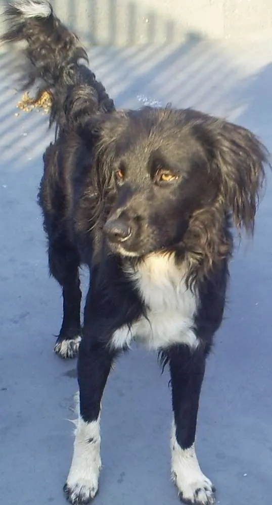 Cachorro ra a SRD idade 2 anos nome Spike