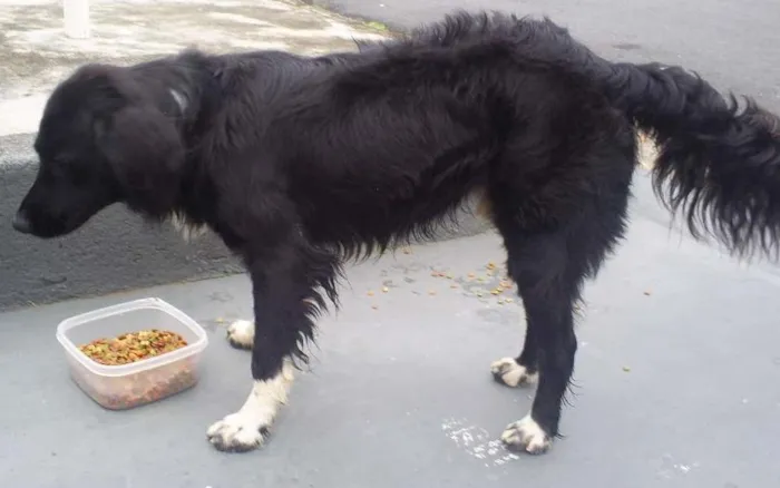 Cachorro ra a SRD idade 2 anos nome Spike