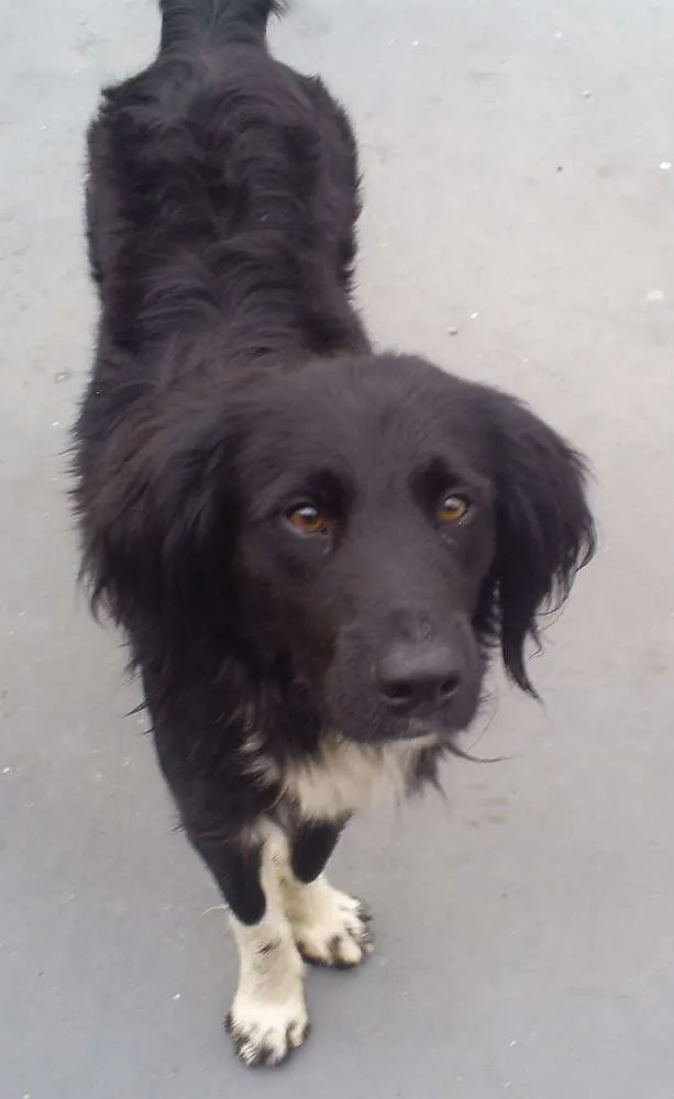 Cachorro ra a SRD idade 2 anos nome Spike