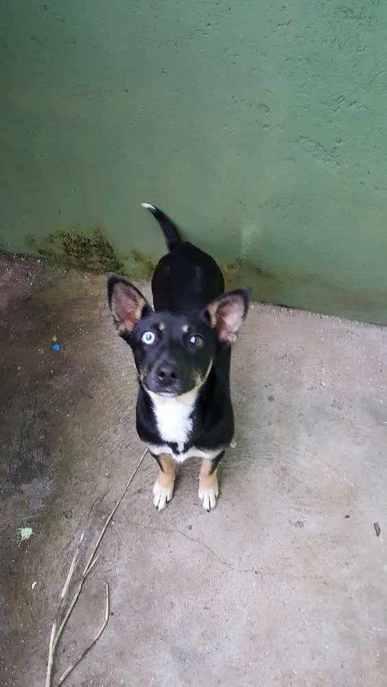 Cachorro ra a indefinido  idade 7 a 11 meses nome sem nome 