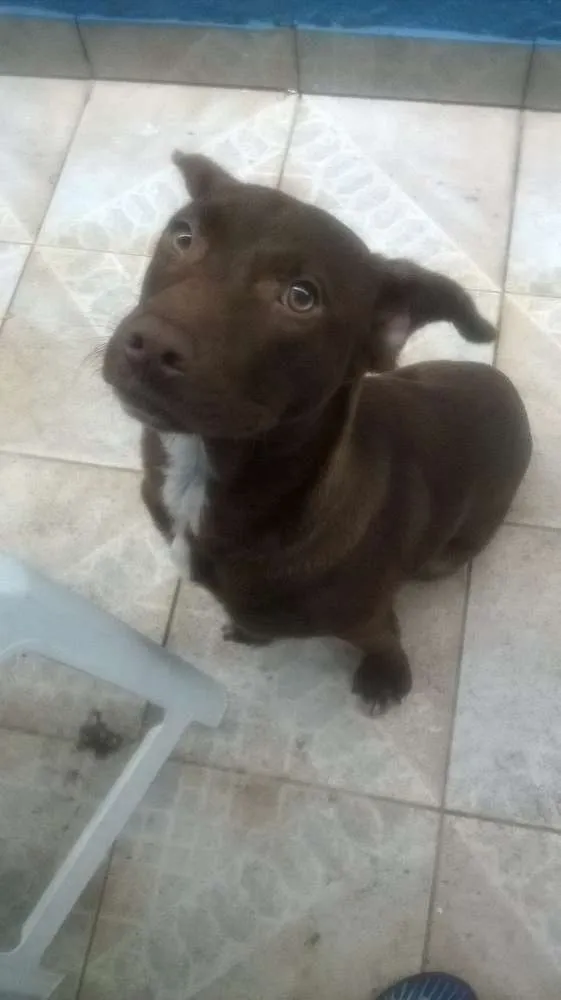 Cachorro ra a Labrador idade 2 a 6 meses nome Doc