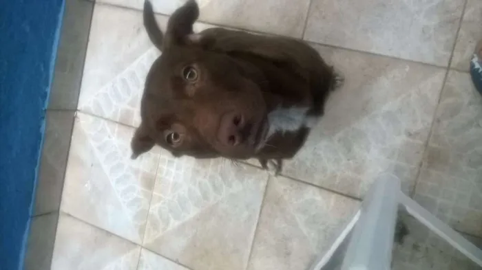 Cachorro ra a Labrador idade 2 a 6 meses nome Doc