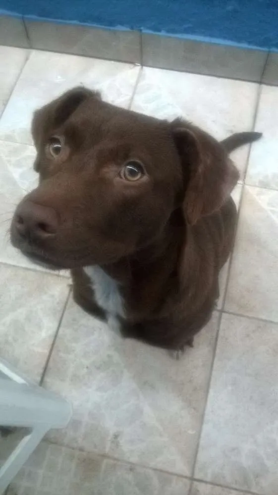 Cachorro ra a Labrador idade 2 a 6 meses nome Doc