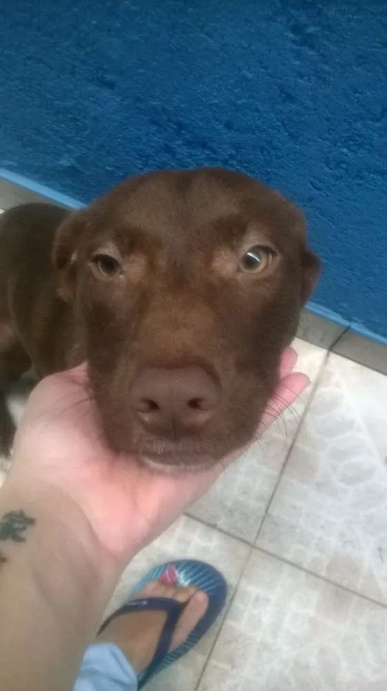 Cachorro ra a Labrador idade 2 a 6 meses nome Doc