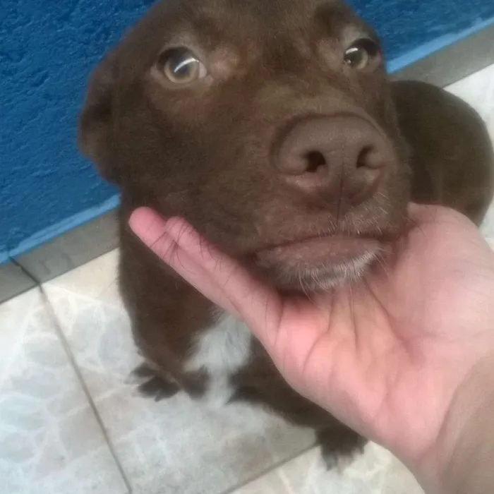 Cachorro ra a Labrador idade 2 a 6 meses nome Doc