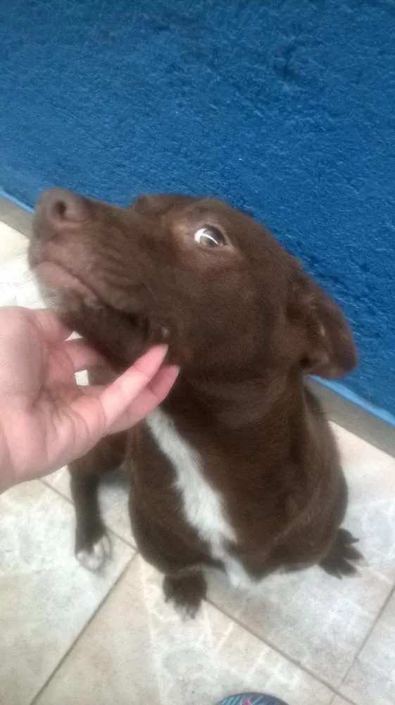 Cachorro ra a Labrador idade 2 a 6 meses nome Doc