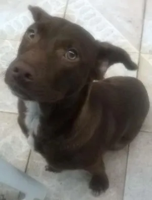 Cachorro raça Labrador idade 2 a 6 meses nome Doc