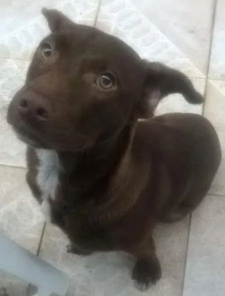 Cachorro ra a Labrador idade 2 a 6 meses nome Doc