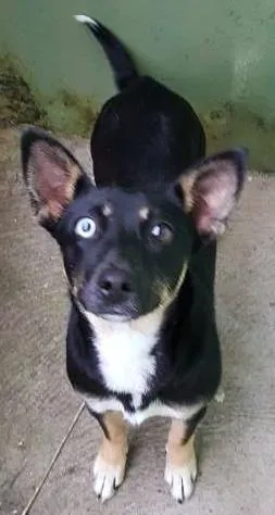 Cachorro ra a indefinido  idade 7 a 11 meses nome sem nome 