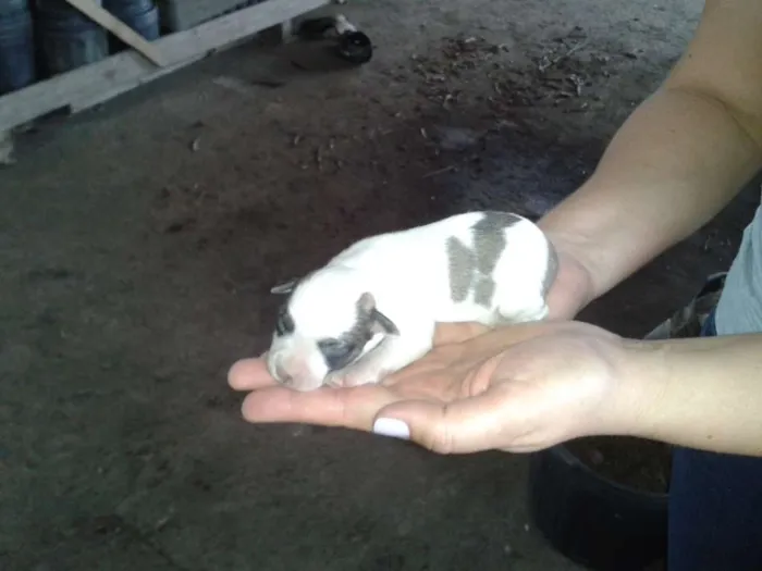 Cachorro ra a SRD idade Abaixo de 2 meses nome Sem Nome