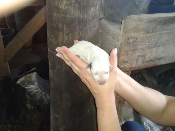 Cachorro ra a SRD idade Abaixo de 2 meses nome Sem Nome