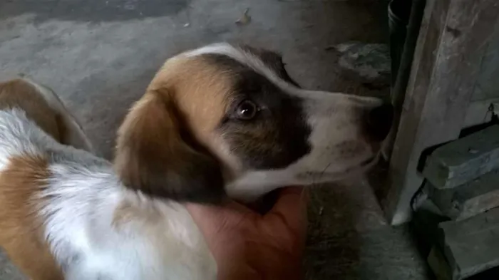 Cachorro ra a SRD idade Abaixo de 2 meses nome Sem Nome