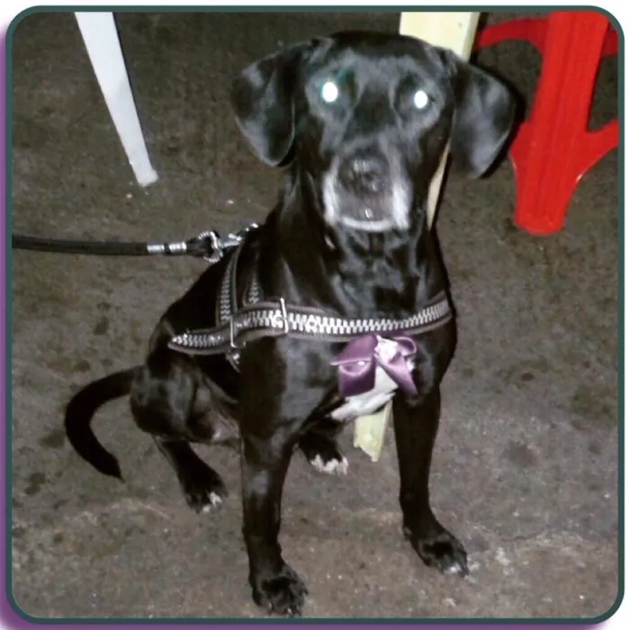 Cachorro ra a Sdr idade  nome Pretinha