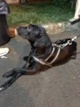 Pretinha