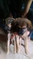 Kalleu e Gisele