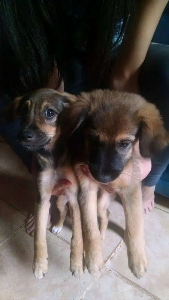 Cachorro ra a SRD idade 2 a 6 meses nome Kalleu e Gisele