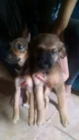 Kalleu e Gisele