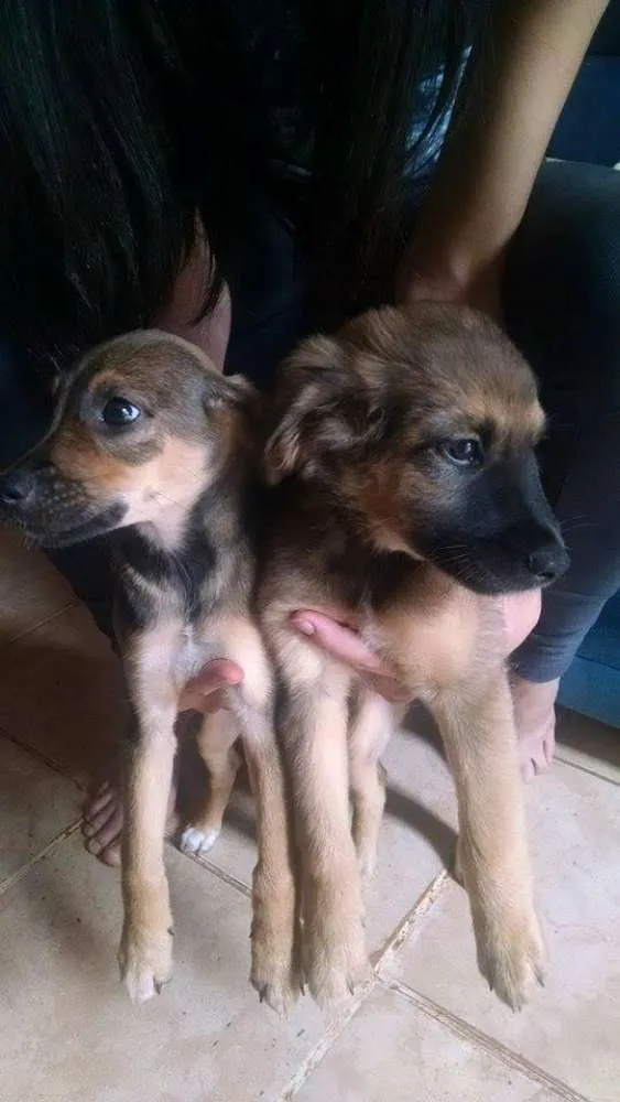 Cachorro ra a SRD idade 2 a 6 meses nome Kalleu e Gisele