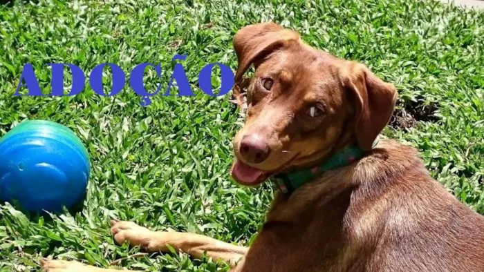 Cachorro ra a SRD idade 1 ano nome Molly