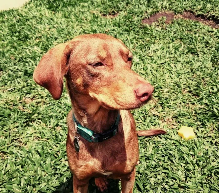 Cachorro ra a SRD idade 1 ano nome Molly
