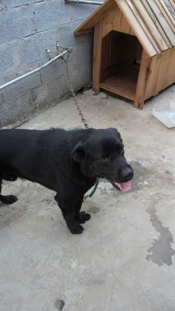 Cachorro ra a Labrador misturado idade 1 ano nome Marley