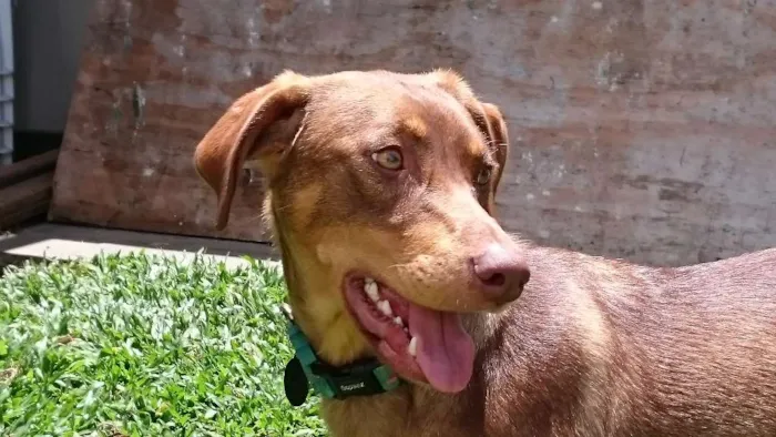 Cachorro ra a SRD idade 1 ano nome Molly