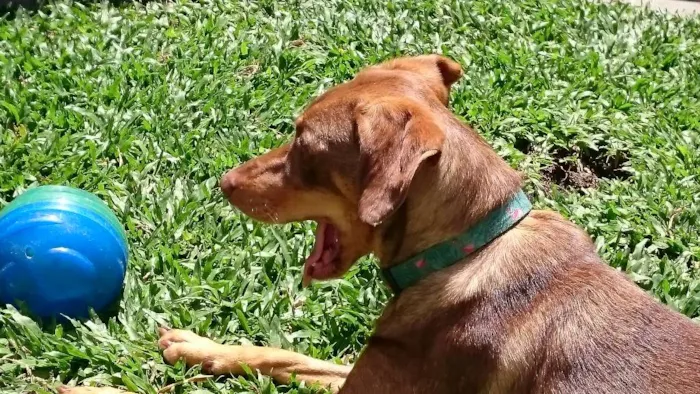 Cachorro ra a SRD idade 1 ano nome Molly