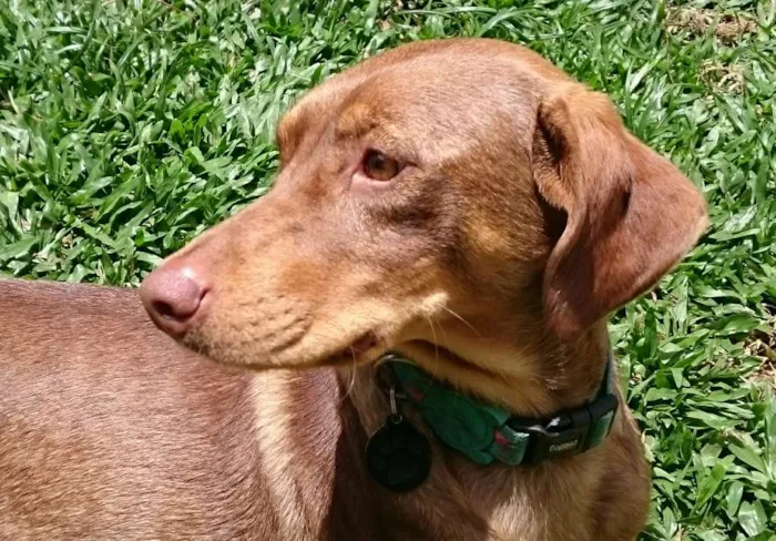 Cachorro ra a SRD idade 1 ano nome Molly