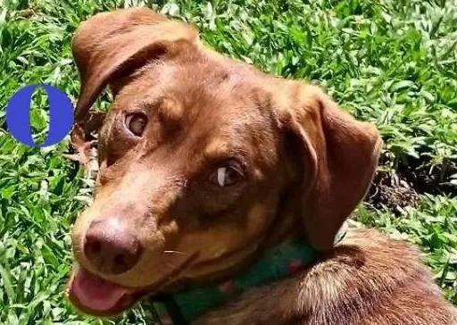 Cachorro ra a SRD idade 1 ano nome Molly