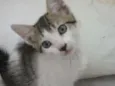 CATATAU