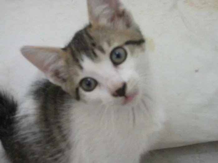 Gato ra a SRD idade 2 a 6 meses nome CATATAU