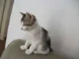 CATATAU