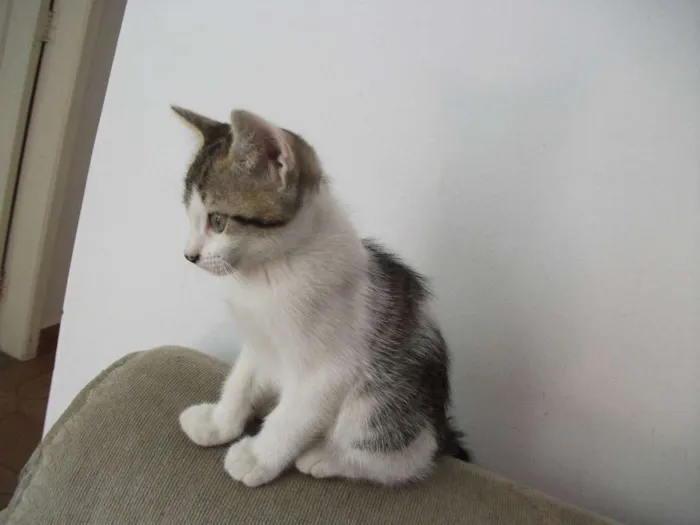 Gato ra a SRD idade 2 a 6 meses nome CATATAU