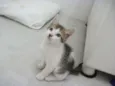CATATAU