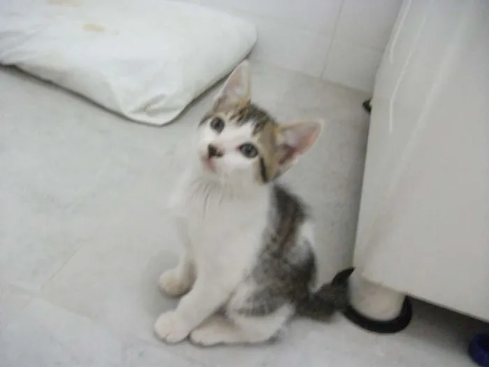 Gato ra a SRD idade 2 a 6 meses nome CATATAU
