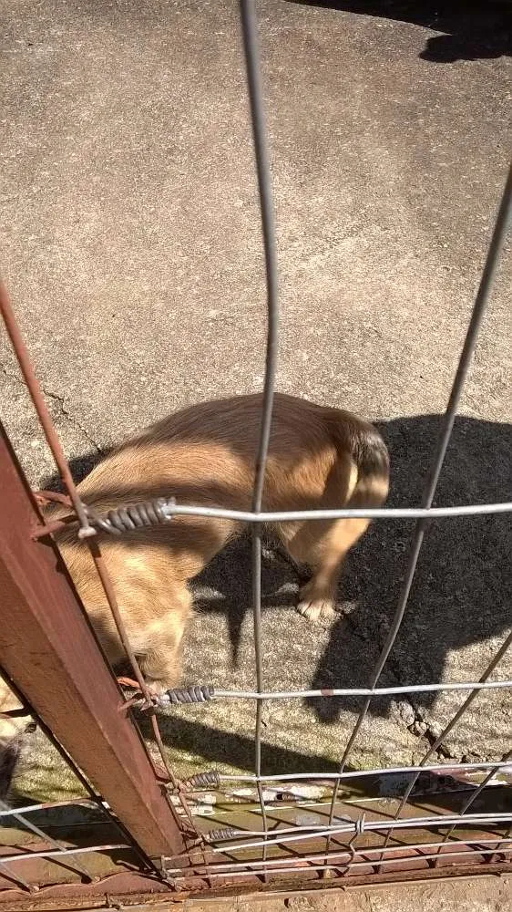 Cachorro ra a VIRA LATA idade 2 a 6 meses nome AMARELINHA