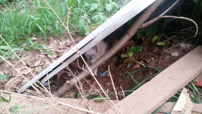 Gato ra a Siamês idade Abaixo de 2 meses nome Gatinha