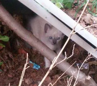 Gato ra a Siamês idade Abaixo de 2 meses nome Gatinha