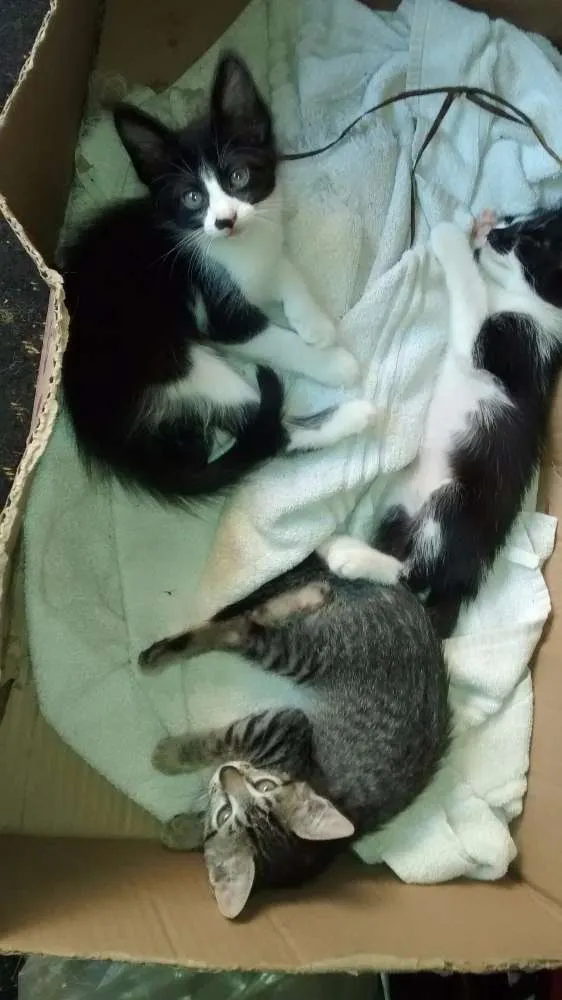 Gato ra a Sem raça definida idade Abaixo de 2 meses nome Sem nomes