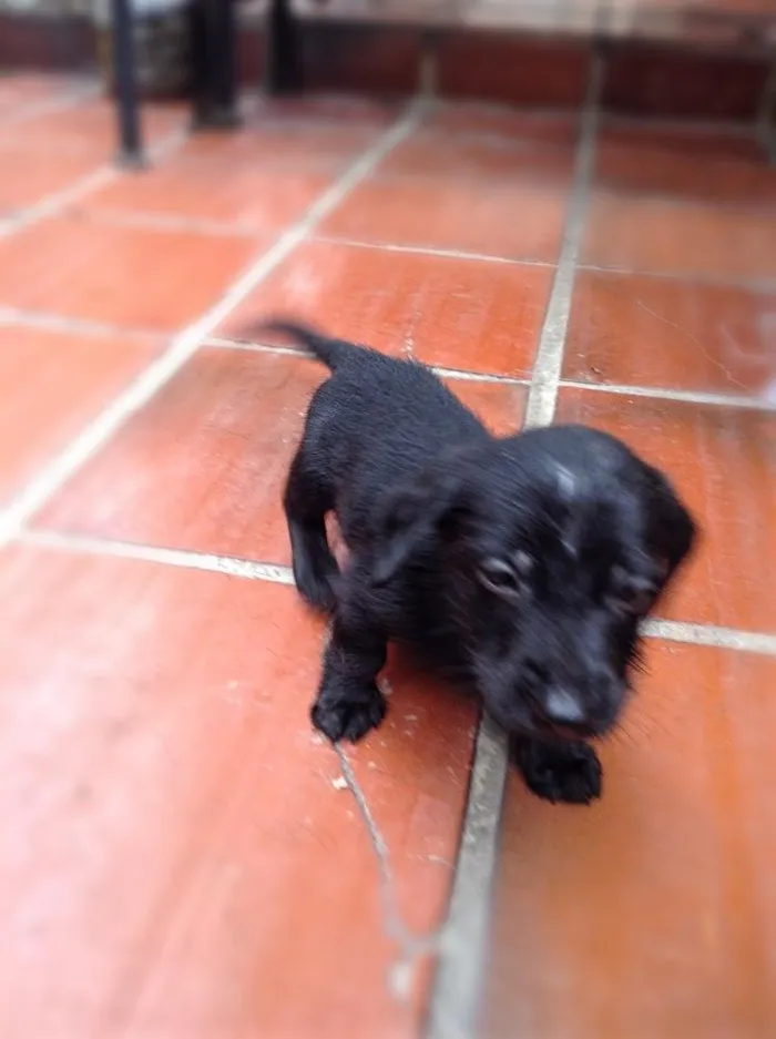 Cachorro ra a Srd idade Abaixo de 2 meses nome Sem nome