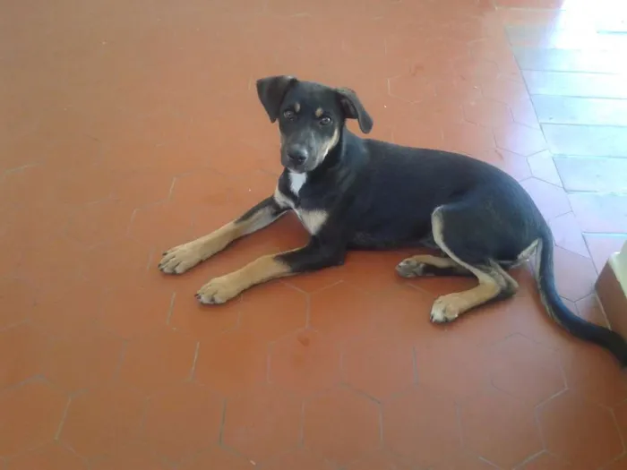 Cachorro ra a SRD idade 1 ano nome NEMO