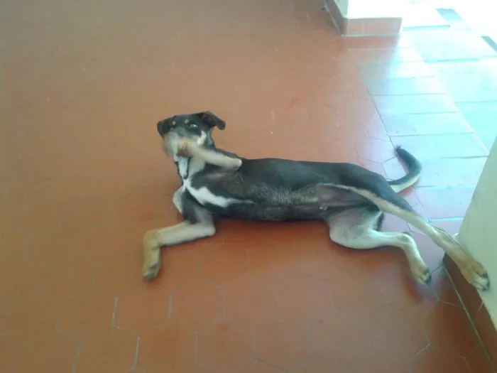 Cachorro ra a SRD idade 1 ano nome NEMO