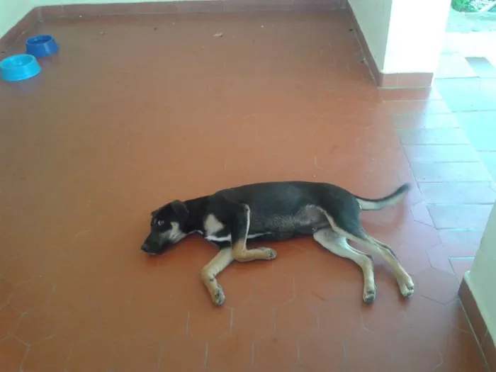 Cachorro ra a SRD idade 1 ano nome NEMO