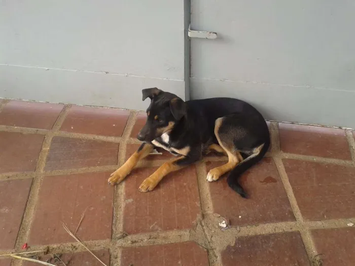 Cachorro ra a SRD idade 1 ano nome NEMO