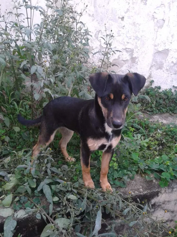 Cachorro ra a SRD idade 1 ano nome NEMO